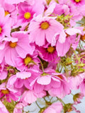 Gloria Cosmos, Pale Pink Cottage Garden Flowers, 25 Seeds flower spore