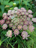 Dara Daucus Flower Seeds Ð False Queen Anne's Lace, Cottage Garden flower seeds