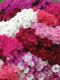 Dianthus Etournelle Mix Flower Seeds Ð Dianthus barbatus | Early Blooming Mix w/ Lavender Magic | 30 Seeds flower spore