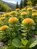 Rhodiola Rosea Seeds Ð Rare Alpine Plant Ð Grown from Seed | Rhodiola Rosea Seeds Ð Rare Alpine Plant flower seeds