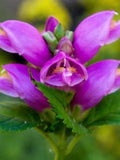 Turtlehead flowers 20 seeds . Perennial. Polinators garden. Shade garden flower spore