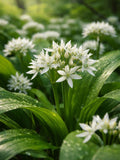 500 Allium Ursinum Seeds Ð European Wild Garlic Ð Professional Cultivation | Allium Ursinum Seeds Ð Wild Garlic Bulk seeds bulk