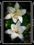 Luminescent Lilies | 12x18 Art Print | 5x7 Greeting Card | Digital Download | White Flowers | Valentine's Day Gift | Love and Romance Love Romance Flower