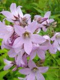 Campanula Milky Bellflower Seeds Ð Cottage Garden Mix, 50 Seeds flower spore