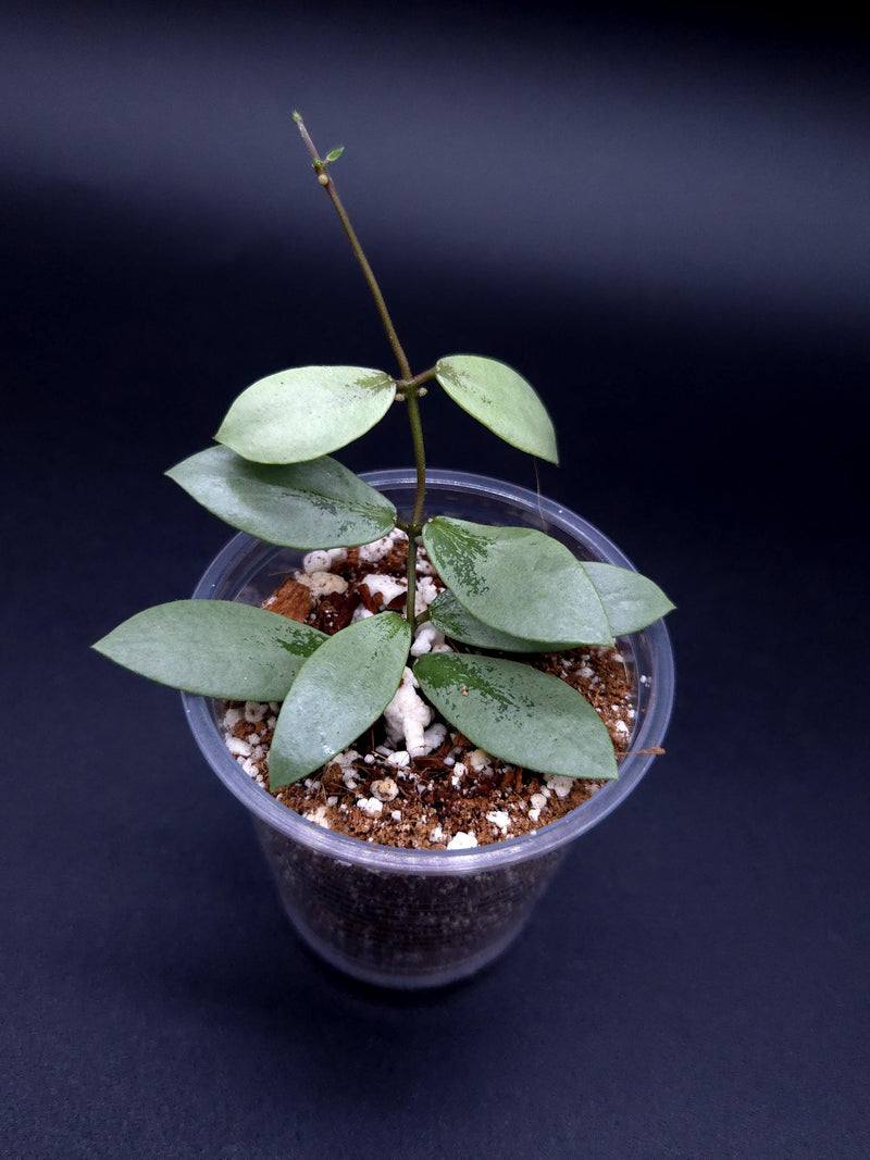 Hoya sp. Kalimantan ('Mini Coin' silver). flower spore