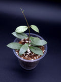Hoya sp. Kalimantan ('Mini Coin' silver). flower spore