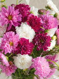 Double Click Mix Cosmos: Cosmos bipinnatus, Cottage Garden, Annual, 42- 46" Tall (25  Seeds) flower seeds