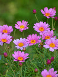 50+ SENSATION PINK COSMOS Seeds - Cosmos bipinnatus / Annuals / Cottage Gardens / Bouquets/ Containers/ Pollinators/ Heirloom/ Easy Grow flower seeds