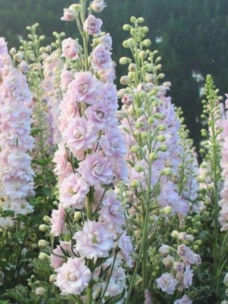 Magic Fountains Seed pink Wildflowers  English Garden  Wedding Flowers Cut Flowers  Bee  Bouquet Flowers - 50 seeds flower spore