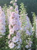 Magic Fountains Seed pink Wildflowers  English Garden  Wedding Flowers Cut Flowers  Bee  Bouquet Flowers - 50 seeds flower spore