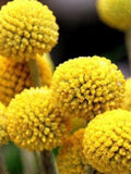 Drumstick Flower. Billy Buttom. Excellent cut flowers . 30 seeds flower spore
