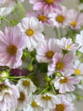 25 seeds Cosmos 'Versailles Flush' / Cosmos bipinnatus / English Garden / Wildflowers / Bouquet Flowers / Wedding Flowers / Cut Flowers flower seeds