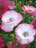 Poppy Seeds Mother of Pearl | Pastel Crepe-Paper Flowers, Easy Grow Annual (200+ Seeds) flower seeds