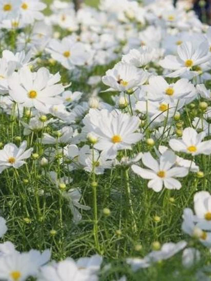 White Cosmos seeds 25 seeds flower spore