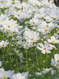 White Cosmos seeds 25 seeds flower spore
