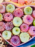 Greenovia MIX, Mountain Rose Succulent, Pink & Colorful Rosette Succulents (20 Seeds) seeds bulk