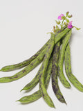 Rattlesnake Pole Bean, Vegetable seeds Suitable for Canada. Save on Shipping, Buy More, Pay Less seeds bulk
