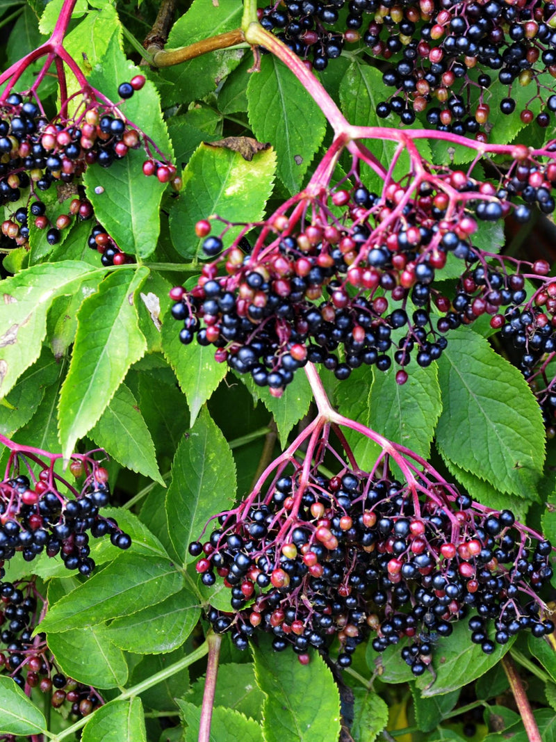 500 BULK American ELDERBERRY Fruit Bush Shrub Tree Sambucus Nigra Canadensis Seeds seeds bulk