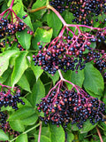 500 BULK American ELDERBERRY Fruit Bush Shrub Tree Sambucus Nigra Canadensis Seeds seeds bulk