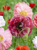 50+ Angel's Choir Poppy Seeds / Papaver rhoeas / Mixed Poppy Seeds / Cottage Garden Flower / Spring Fall Autumn Sowing  (V2) FS seeds bulk