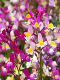 Linaria Northern Lights Mix Seeds, Linaria maroccana, Toadflax, Baby Snapdragon, 100 Seeds flower seeds