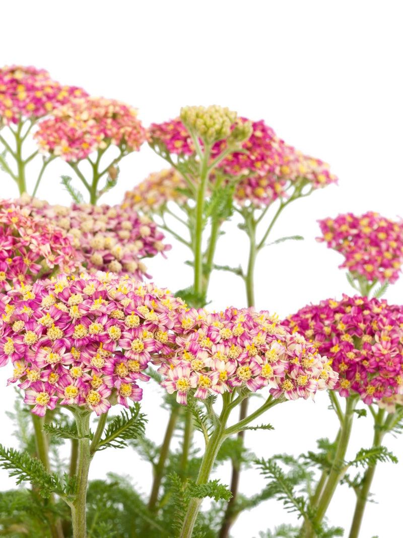 Summer Pastels Yarrow Mix Flower Seeds, Achillea millefolium, English Garden Perennial, 50 Seeds flower seeds
