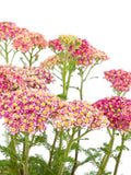 Summer Pastels Yarrow Mix Flower Seeds, Achillea millefolium, English Garden Perennial, 50 Seeds flower seeds