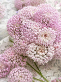Lace Pink Didiscus Seeds | Bouquet Filler, Cottage Garden seeds bulk