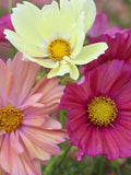 15 or 25 Cotton Candy Cosmo Seeds flower seeds