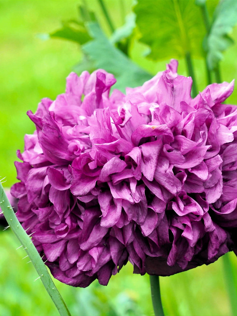 Poppy - Purple Peony flower spore