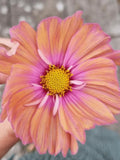 10 or 25 Apricotta Peach Cosmos Seeds/ Super Easy Cut Flowers/ Annuals flower spore
