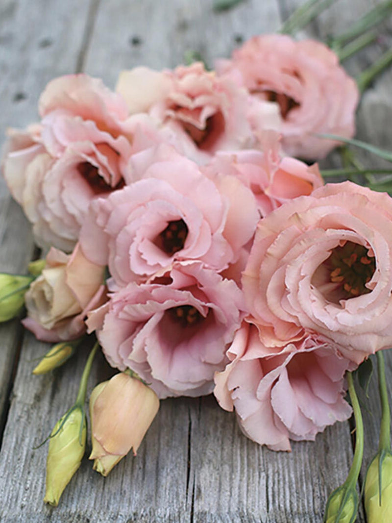 Arena III Apricot F1 Lisianthus Seeds, Eustoma grandiflorum (25 Pelleted Seeds) flower seeds