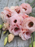 Arena III Apricot F1 Lisianthus Seeds, Eustoma grandiflorum (25 Pelleted Seeds) flower seeds