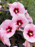 Giant Hardy Hibiscus Seeds (20), Massive  Hibiscus, Heat & Cold Tolerant, Long Blooming, Easy to Grow flower seeds