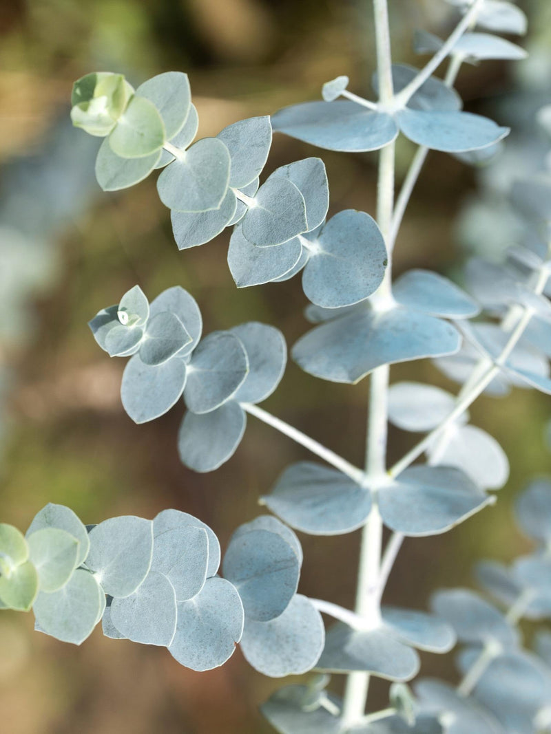 5 Baby Blue Bouquet Eucalyptus Seeds / Sage Green Color Plant / Unique Bouquet / (120) F seeds bulk