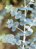 5 Baby Blue Bouquet Eucalyptus Seeds / Sage Green Color Plant / Unique Bouquet / (120) F seeds bulk