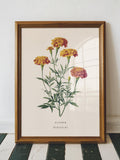 October Marigold Birth Flower Print Ð Vintage Botanical Wall Art, October Birthday Gift for Her, Marigold Flower Print birthday flower