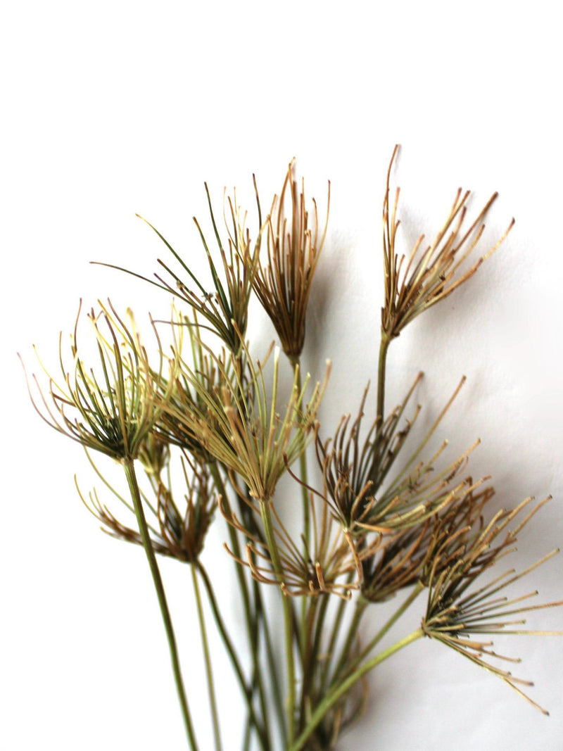 25 Queen Anne Lace dried stems flower spore