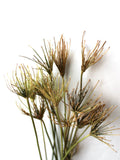 25 Queen Anne Lace dried stems flower spore