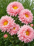 Aster Chinensis Janina Seeds (200) | China Aster Flowers | Professional Seeds | Cut Flower | Garden Bloom flower seeds