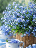 Chinese Forget Me Not Seeds | Indigo Blue Early Spring Flowers_Bee friendly flower seeds