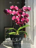 Phal. Fuller Sunshine N75187 _____ Rare Phalaenopsis | Orchid Seedling | Live Orchid Plant FLOWER DELIVERY