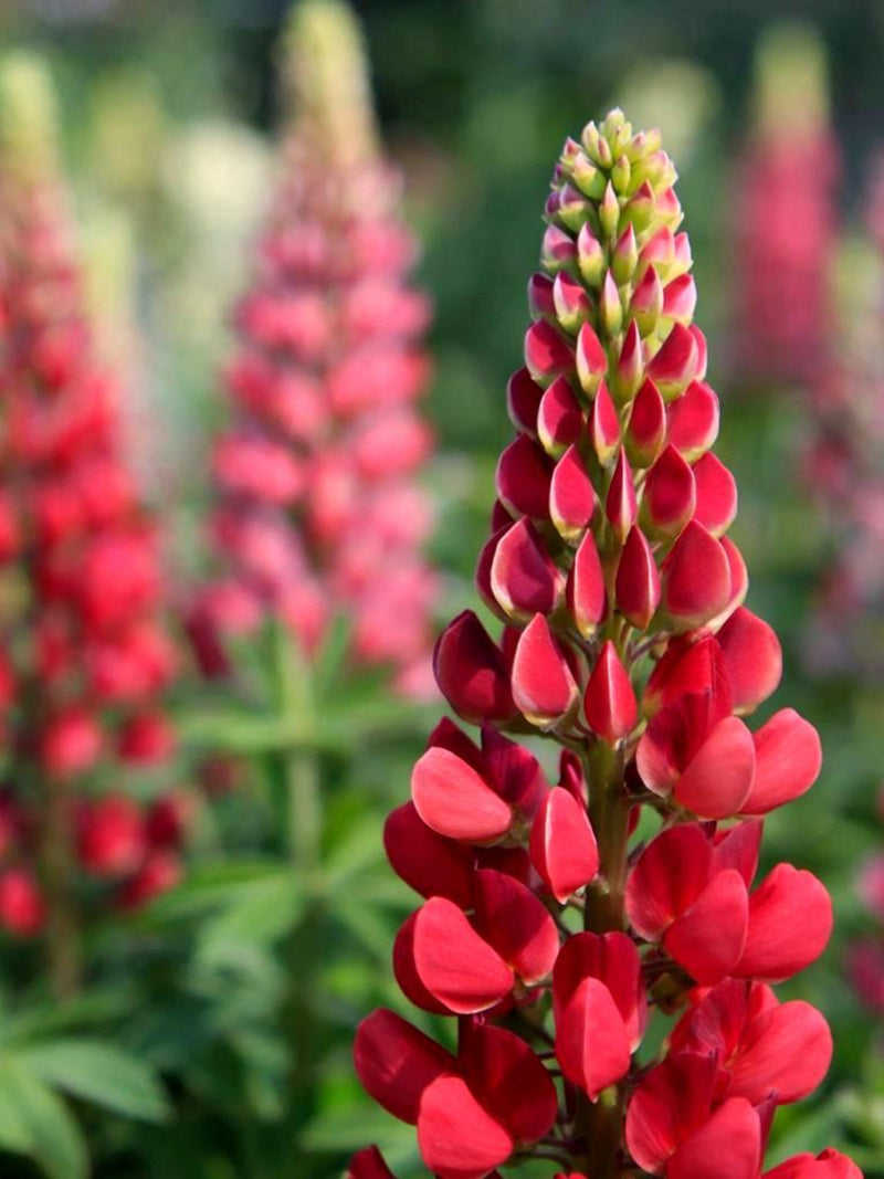RussellÕs Red Lupins Seeds | Perennial Red Flowers | Tall Garden Blooms | Cut Flower Favorite flower seeds