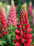 RussellÕs Red Lupins Seeds | Perennial Red Flowers | Tall Garden Blooms | Cut Flower Favorite flower seeds