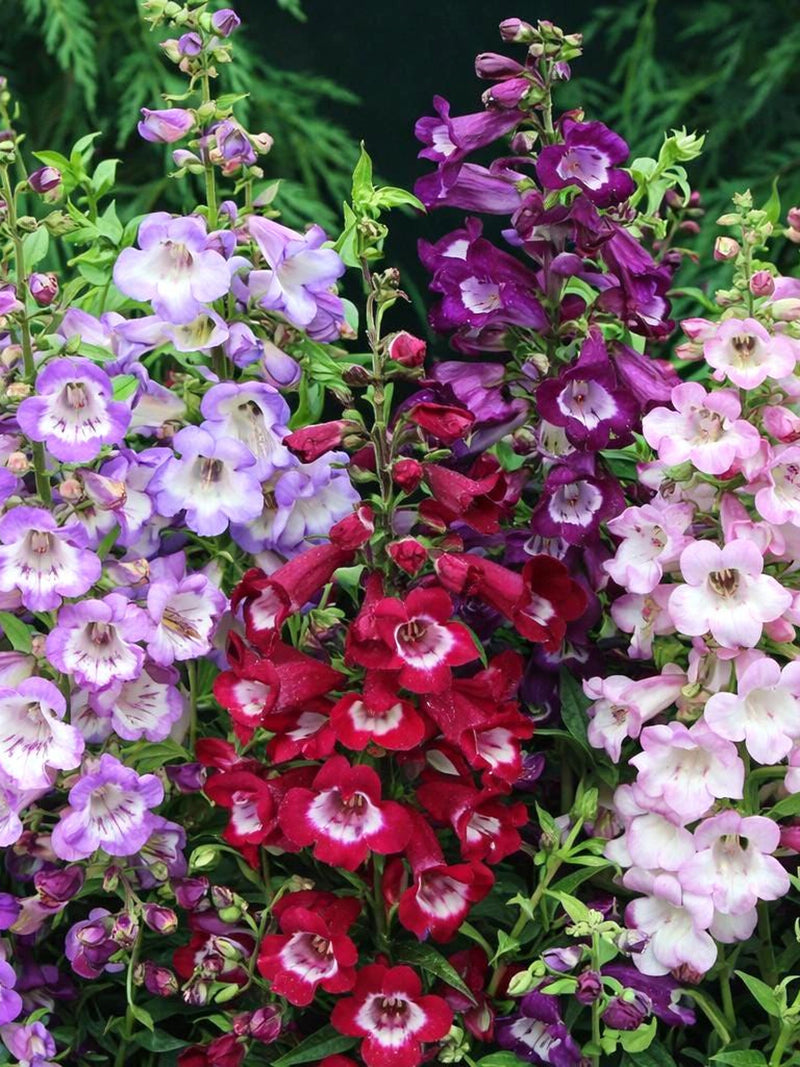 Penstemon Seeds - Sensation Mix  | Beardtongue Flower | Hardy Perennial | Pollinator Friendly | Cottage Garden Flower flower spore