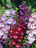 Penstemon Seeds - Sensation Mix  | Beardtongue Flower | Hardy Perennial | Pollinator Friendly | Cottage Garden Flower flower spore