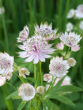 Astrantia Major Flower Seeds, Greater Masterwort, Classic Cottage garden, English Garden, 10 Seeds flower seeds