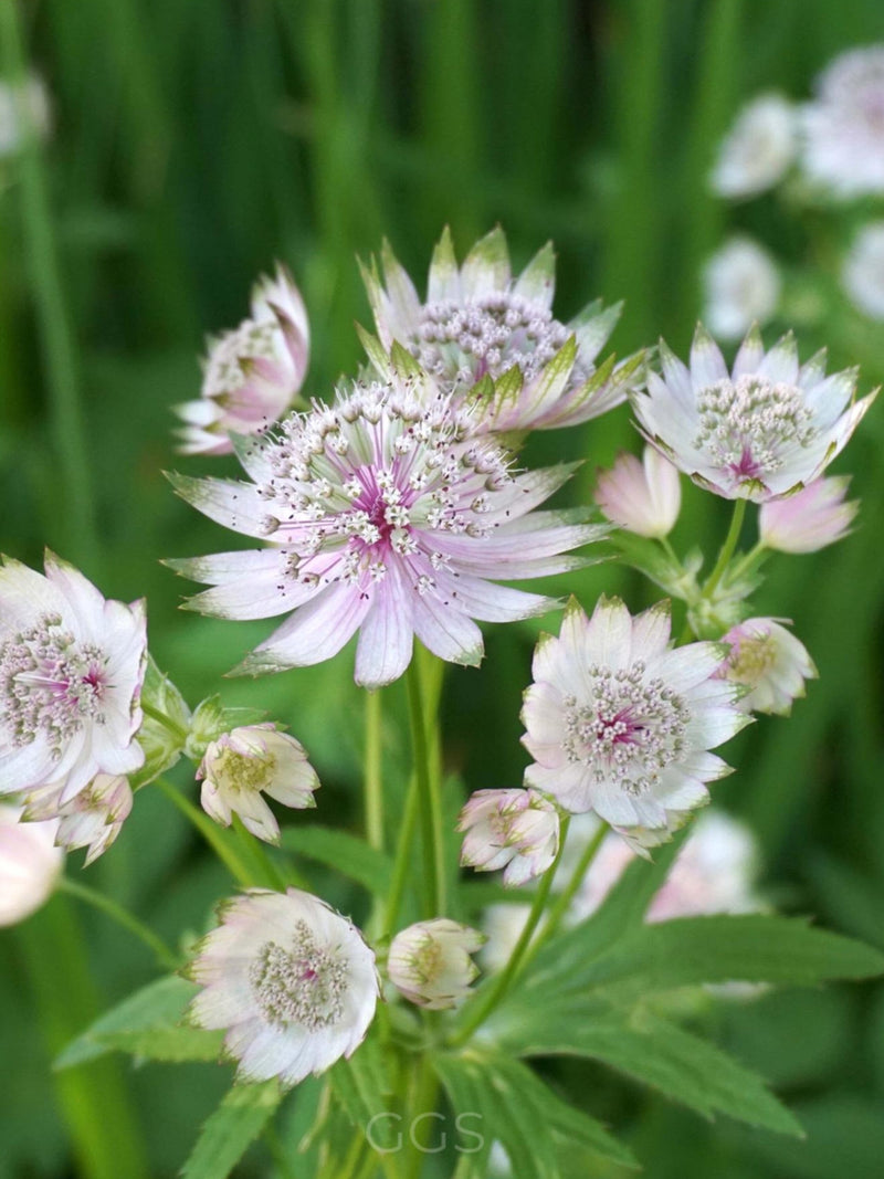 Astrantia Major Flower Seeds, Greater Masterwort, Classic Cottage garden, English Garden, 10 Seeds flower spore