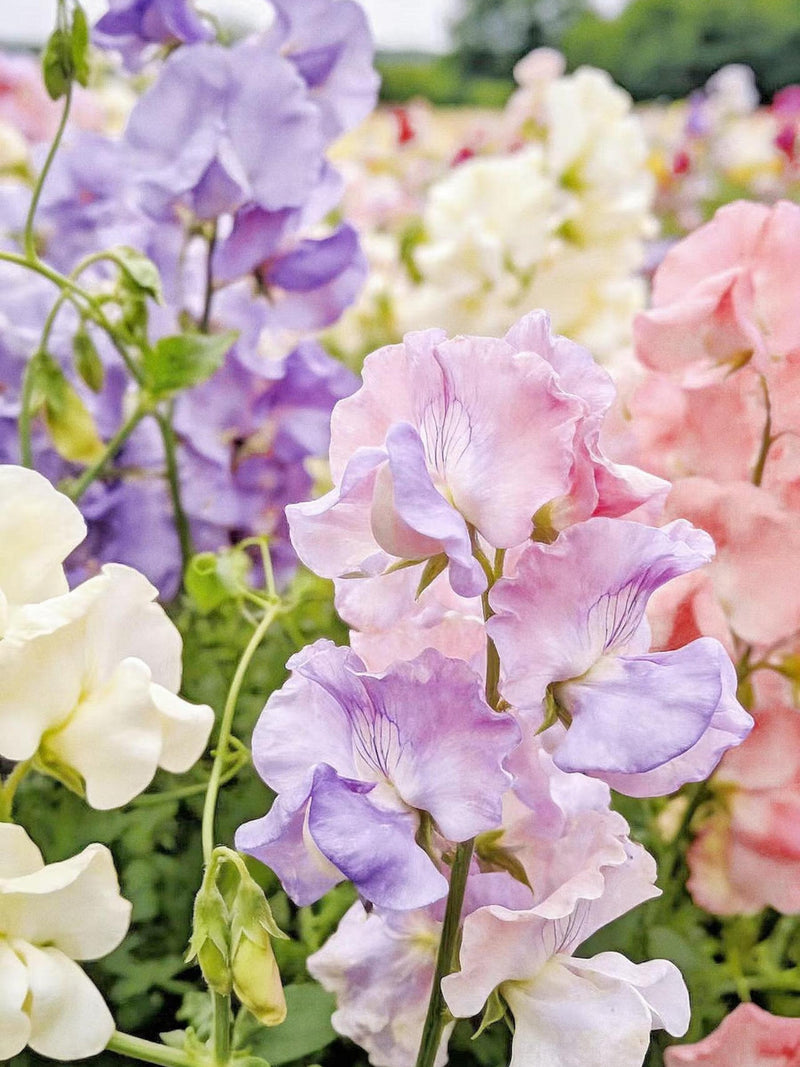 Fragrant Mixed Sweet Pea Seeds Ð 20 Cutting & Fragrance,  Wreaths, Flower Arranging, Romantic Garden flower seeds