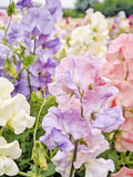 Fragrant Mixed Sweet Pea Seeds Ð 20 Cutting & Fragrance,  Wreaths, Flower Arranging, Romantic Garden flower seeds